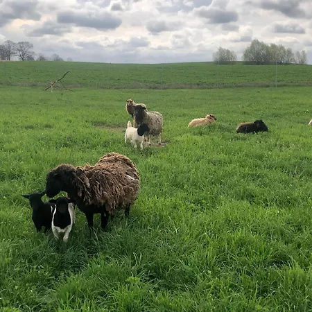 Ferienhaus Wilde Möhre Bauwagen Sommerküche Draussen Abenteuer Carmzow-Wallmow