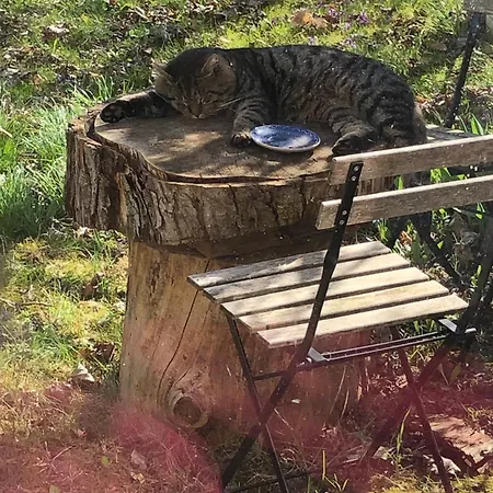 Ferienhaus Wilde Möhre Bauwagen Sommerküche Draussen Abenteuer Carmzow-Wallmow