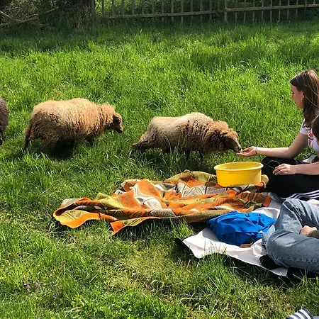 Wilde Möhre Bauwagen Sommerküche Draussen Abenteuer