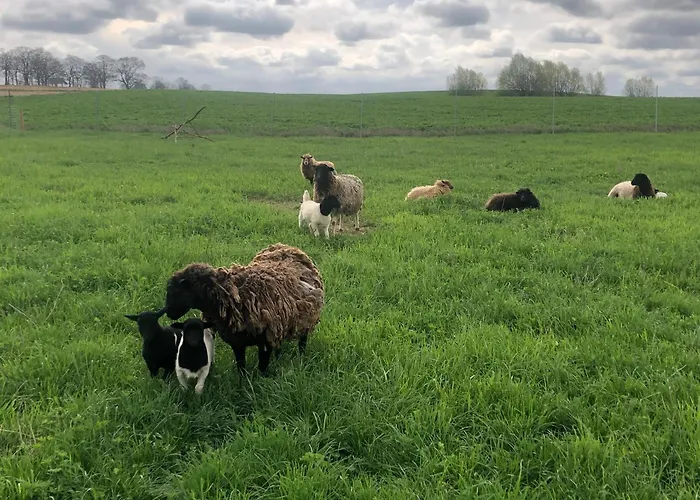 Ferienhaus Wilde Möhre Bauwagen Sommerküche Draussen Abenteuer Carmzow-Wallmow