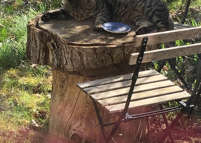 Ferienhaus Wilde Möhre Bauwagen Sommerküche Draussen Abenteuer Carmzow-Wallmow